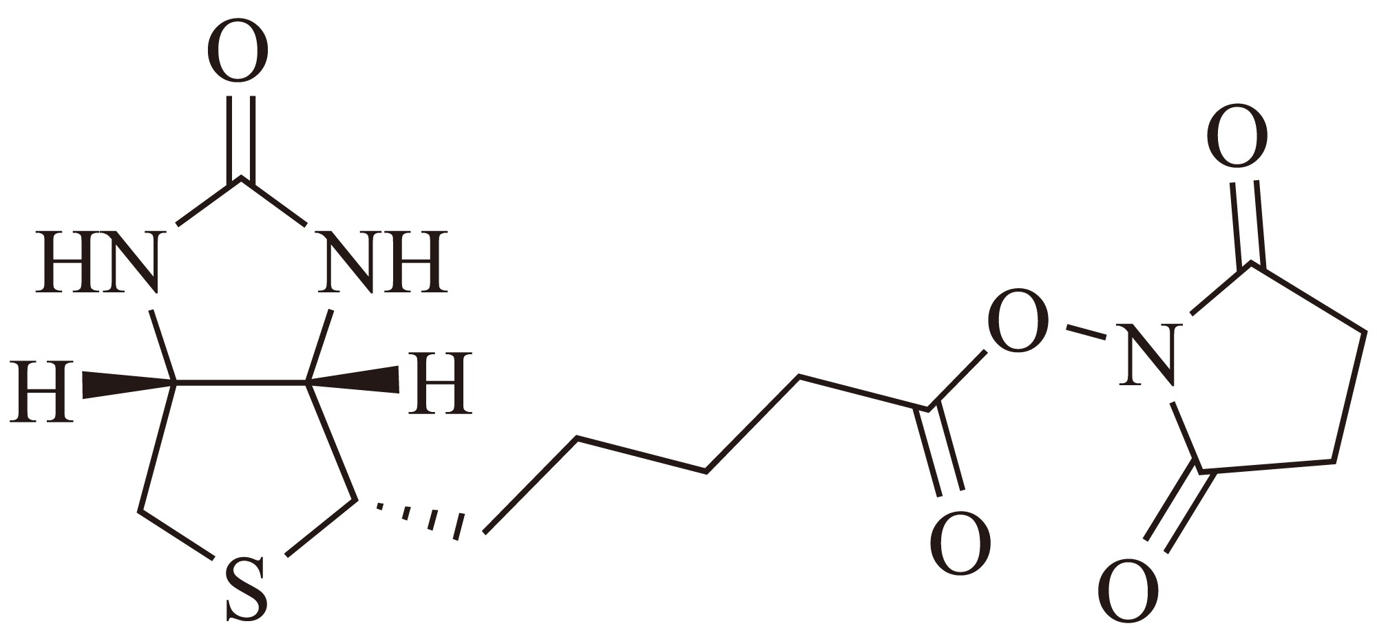 Biotin SE（生物素琥珀酰亚胺酯） 货号:               B5024  规格:               50 mg