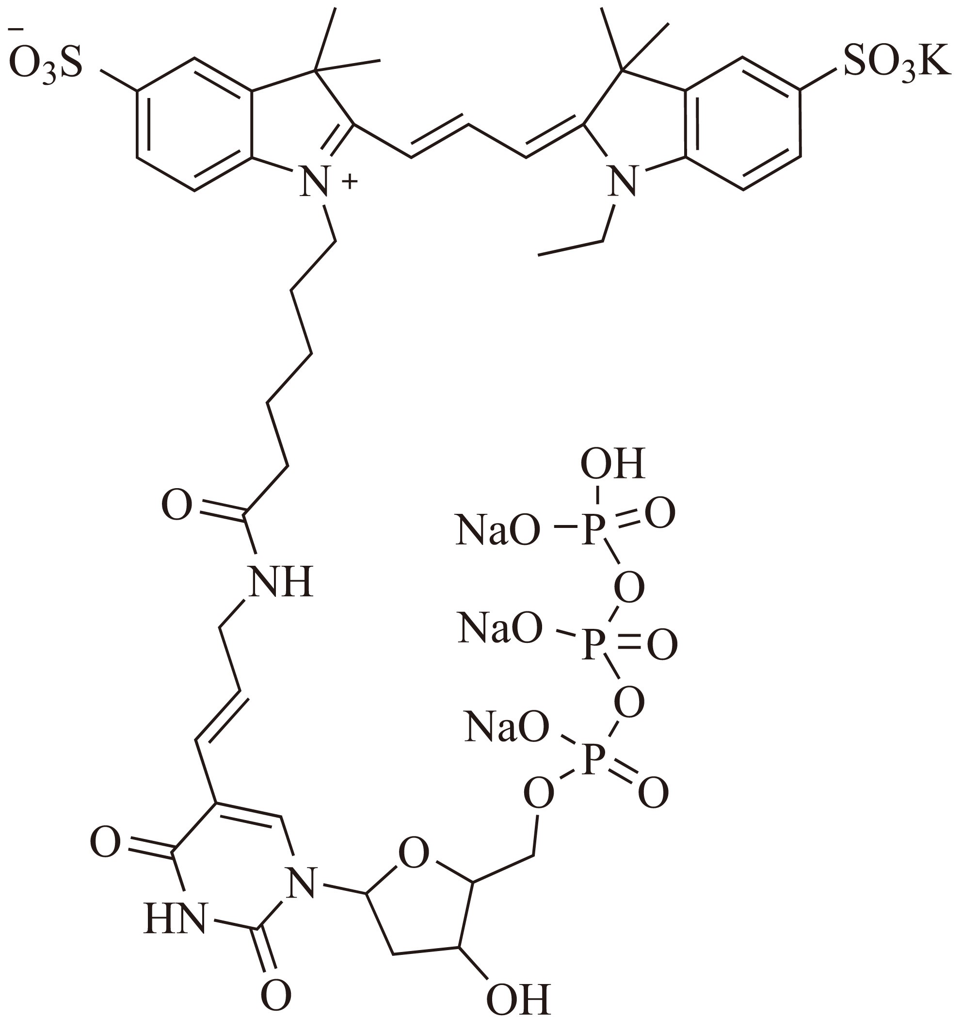 Sulfo-Cy3-E-dUTP（磺酸基-Cy3-乙基-dUTP） 货号:               CD0048  规格:               25 nmole