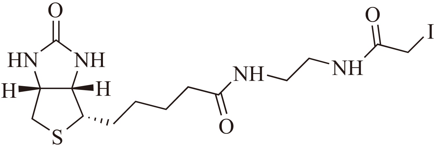 Biotin ethylenediamine iodoacetamide（生物素乙二胺碘乙酰胺） 货号:               B5044  规格:               25 mg